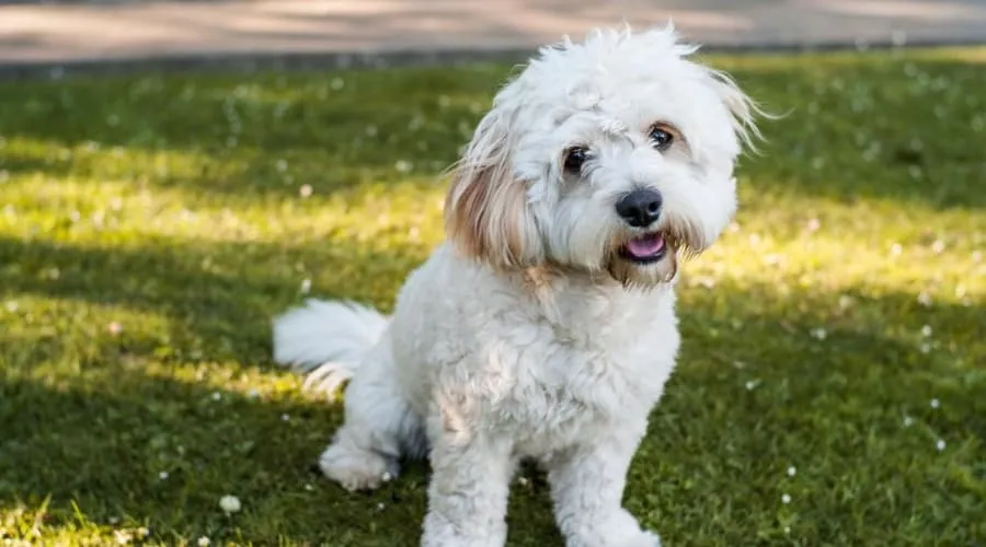 Yorkie Bichon